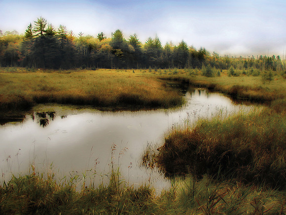 seney wetland