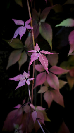 Virginia Creeper