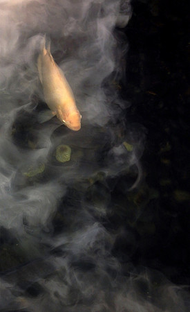 cloudfish 6