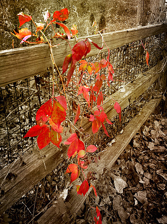 virginia red