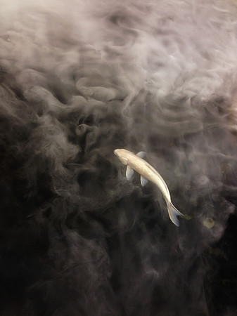 cloudfish 5
