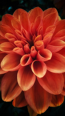 summer blooms