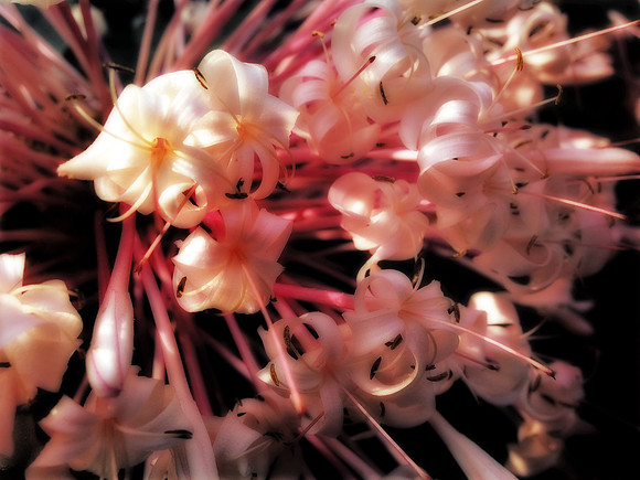flowerworks