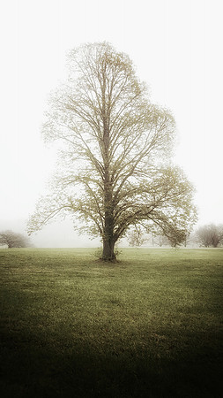 fogreen