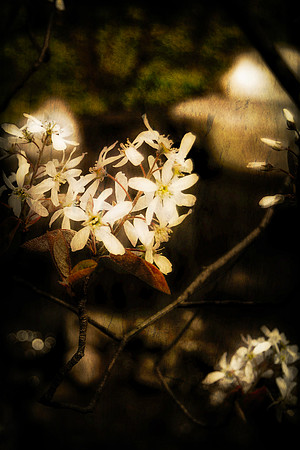 spring branch 2