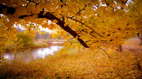 ginko view