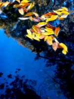 reflections 1