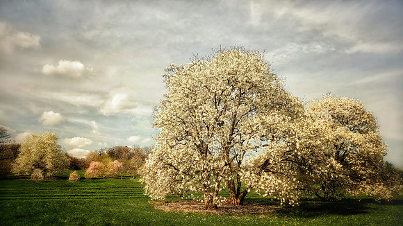 magnolia landscape