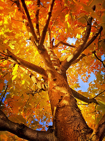 goldtree